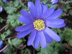 Stauden: Anemone-blanda