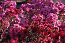 Stauden: Grosse Astern (rot und rosa)