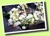 Stauden: Lewisia cotyledon Alba