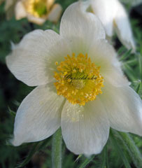 Stauden: Pulsatilla-vulgaris-Alba