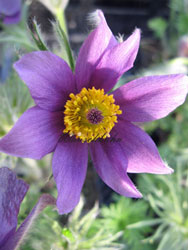 Stauden: Pulsatilla-vulgaris1