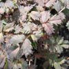 Acaena microphylla 'Kupferteppich' - Stachelnchen