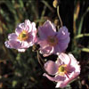 Anemone japonica 'Knigin Charlotte' - Japananemone