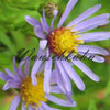 Aster laevis - Aster