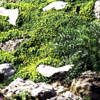 Azorella trifurcata 'Nana' - Andenpolster