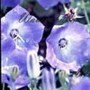 Campanula carpatica 'Blaue Clips' - Karpatenglockenblume