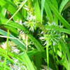 Carex flava - Segge