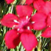 Dianthus deltoides 'Leuchtfunk' - Heidenelke