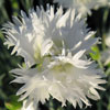 Dianthus plumarius 'Maischnee' - Federnelke