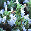 Dracocephalum integrifolium 'Renatti' - Drachenkopf