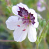 Erodium petraeum ssp. glandulosum - Reiherschnabel