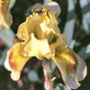 Iris barbata nana 'Brassie' - Zwergiris