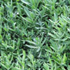 Lavandula angustifolia 'Munstead Strain' - Lavendel