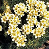 Saxifraga apiculata 'Gregor Mendel' - Steinbrech