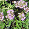 Thymus glabrescens - Englischer Thymian