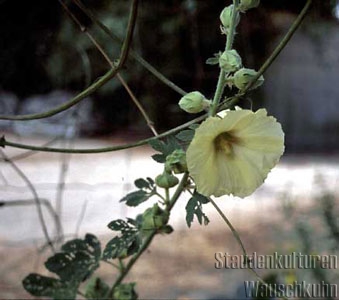 Alcea ficifolia - Stockrose