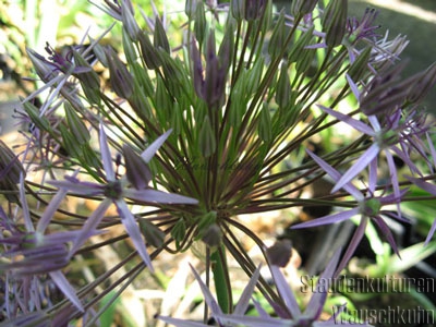 Allium christophii - Sternkugellauch