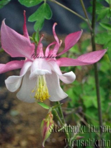 Aquilegia caerulea 'Rose Queen' - Langspornakelei