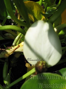 Calla palustris - Sumpfcalla