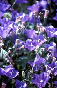Campanula carpatica 'Tiefblaue Clips' - Karpatenglockenblume