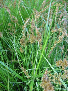 Carex acuta (gracilis) - Segge
