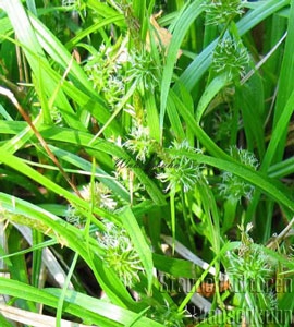 Carex flava - Segge