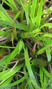 Carex montana - Bergsegge