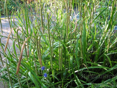 Carex pendula - 1l - Riesensegge