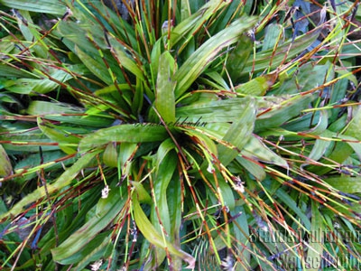 Carex plantaginea - Immergrüne Breitblattsegge