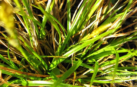 Carex umbrosa - Schattensegge