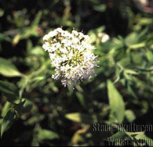 Centranthus ruber 'Albus' - Spornblume