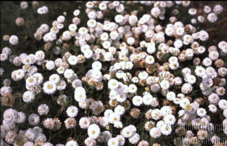 Chamaemelum nobile 'Plenum' - Römische Kamille