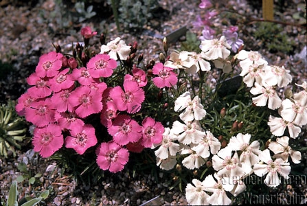 Dianthus alpinus - Alpennelke