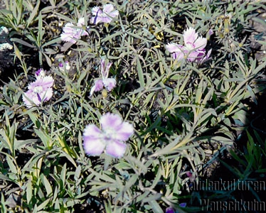 Dianthus amurensis - Nelke