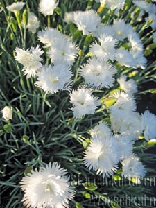 Dianthus plumarius 'Maischnee' - Federnelke