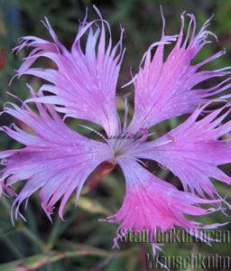 Dianthus superbus - Prachtnelke