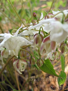 Epimedium grandiflorum 'White Queen' - Elfenblume