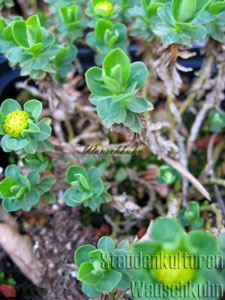 Euphorbia capitulata - Wolfsmilch