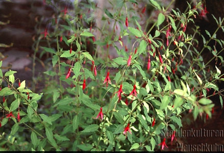Fuchsia magellanica 'Gracilis' - 1l - winterharte Fuchsie