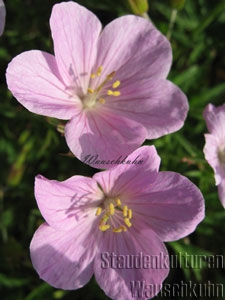 Geranium clarkei 'Kashmir Pink' - Storchschnabel
