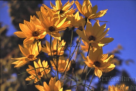 Helianthus salicifolius - 11er - weidenblättrige Sonnenblume