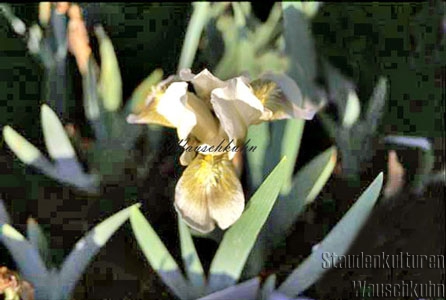 Iris barbata nana 'Green Spot' - Zwergiris