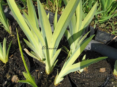 Iris pseudacorus 'Variegatus' -  Wasserschwertlilie