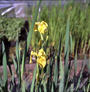 Iris pseudacorus - Wasserschwertlilie