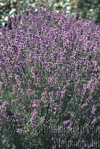Lavandula angustifolia 'Compacta' - Lavendel