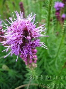 Liatris spicata 'Floristan Violett' - Prachtscharte