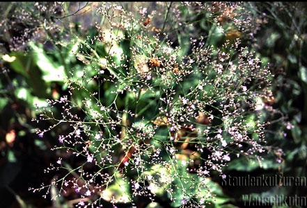 Limonium latifolium - Statice
