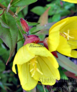 Oenothera tetragona 'Sonnenwende' - Nachtkerze