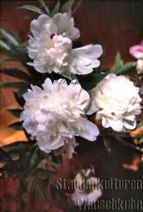 Paeonia lactiflora 'Festiva Maxima' - 11er - Pfingstrose