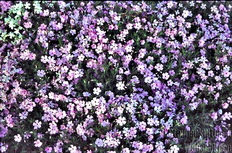 Phlox douglasii 'Lilac Cloud' - 1l - Teppichphlox